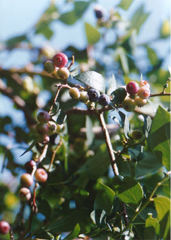 ブルーベリーの画像