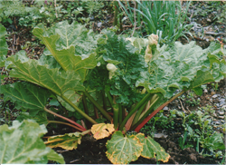 ルバーブの画像